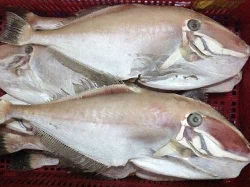 Cá tươi - Công Ty TNHH Sản Xuất Thương Mại Mai Hạ